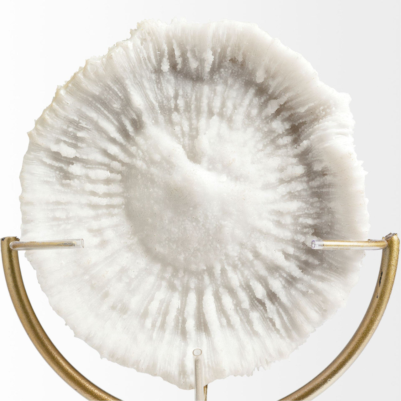 Sandy III (Large) 8L x 4W White Coastal Sand Dollar Object