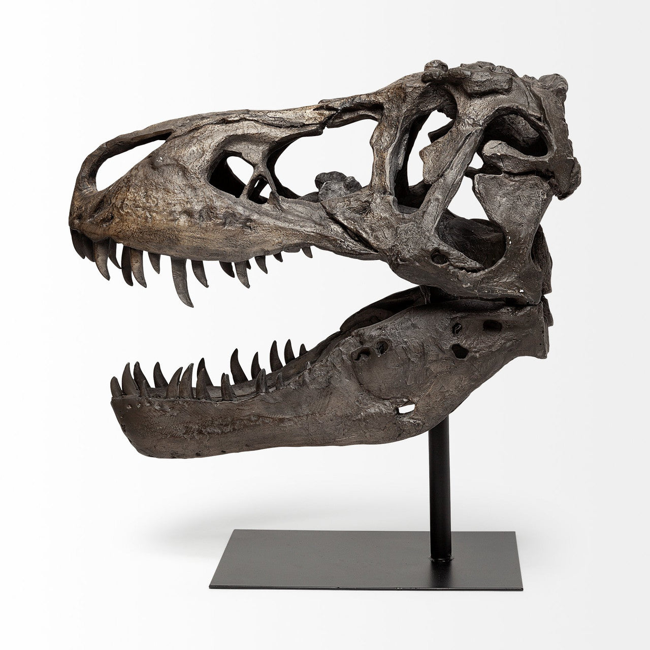 Lagrane 19L x 11W Brown Resin Tyrannosaurus T Rex Dinosaur Skull Replica