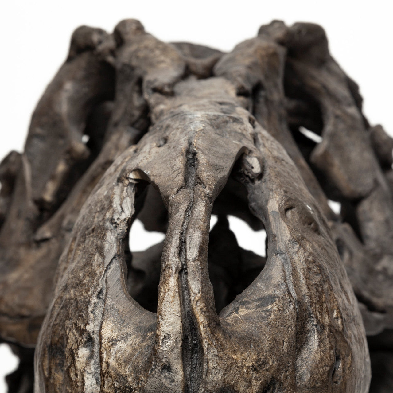 Lagrane 19L x 11W Brown Resin Tyrannosaurus T Rex Dinosaur Skull Replica