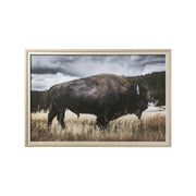 Yellowstone Bison by Dunker a Framed Photo Art Print Matted under Glass by Mercana at ZIN Home