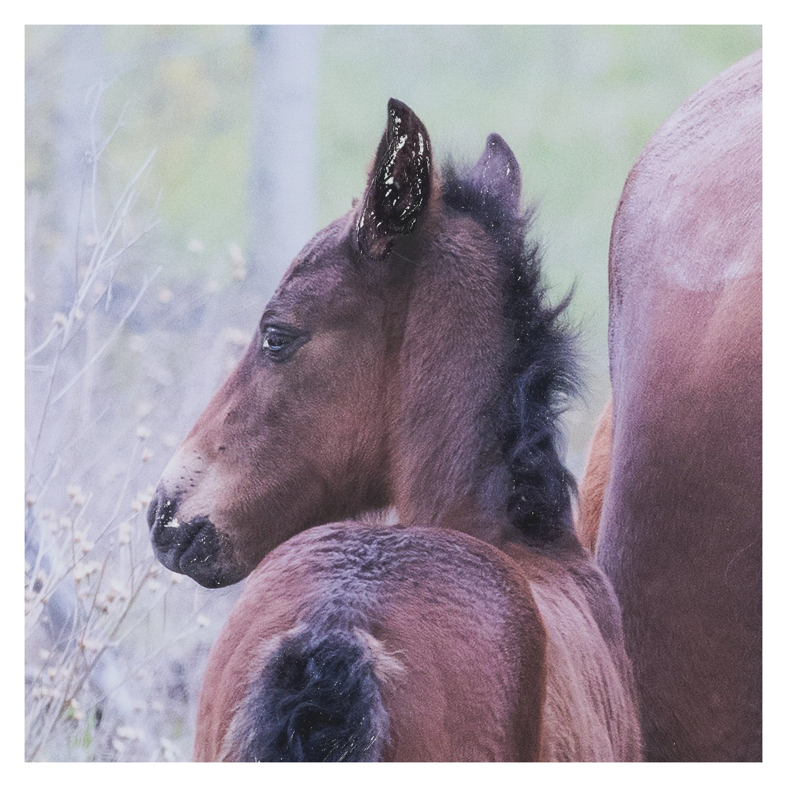 A Watchful Bond by Chad Mackay Hand Embelished Framed Art Print Matted under Glass by Mercana at ZIN Home