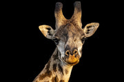 The Giraffe Wall Art Work