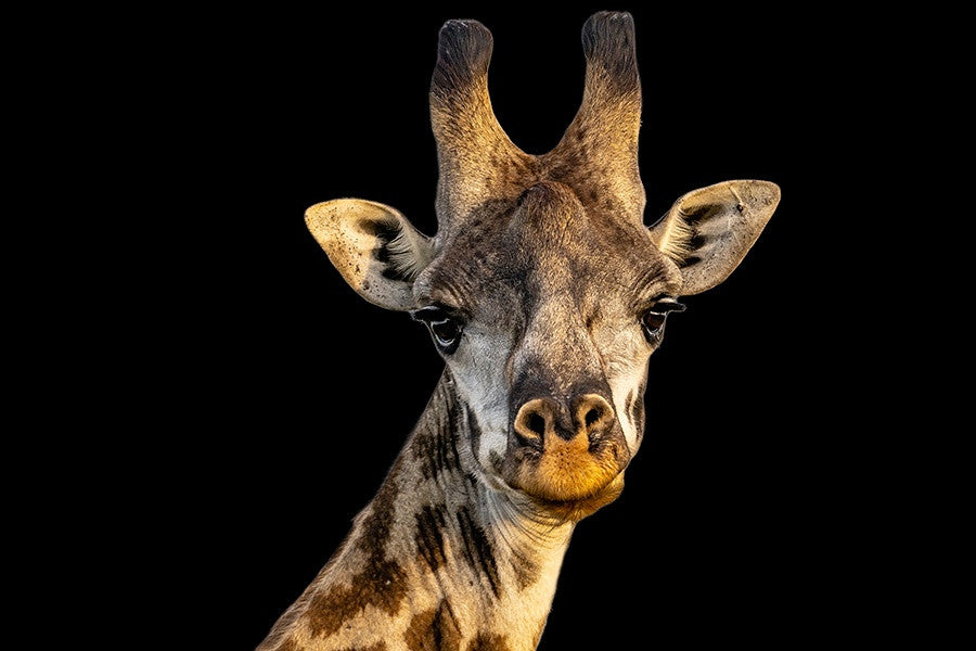 The Giraffe Wall Art Work