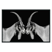 Goat Photography 48x72