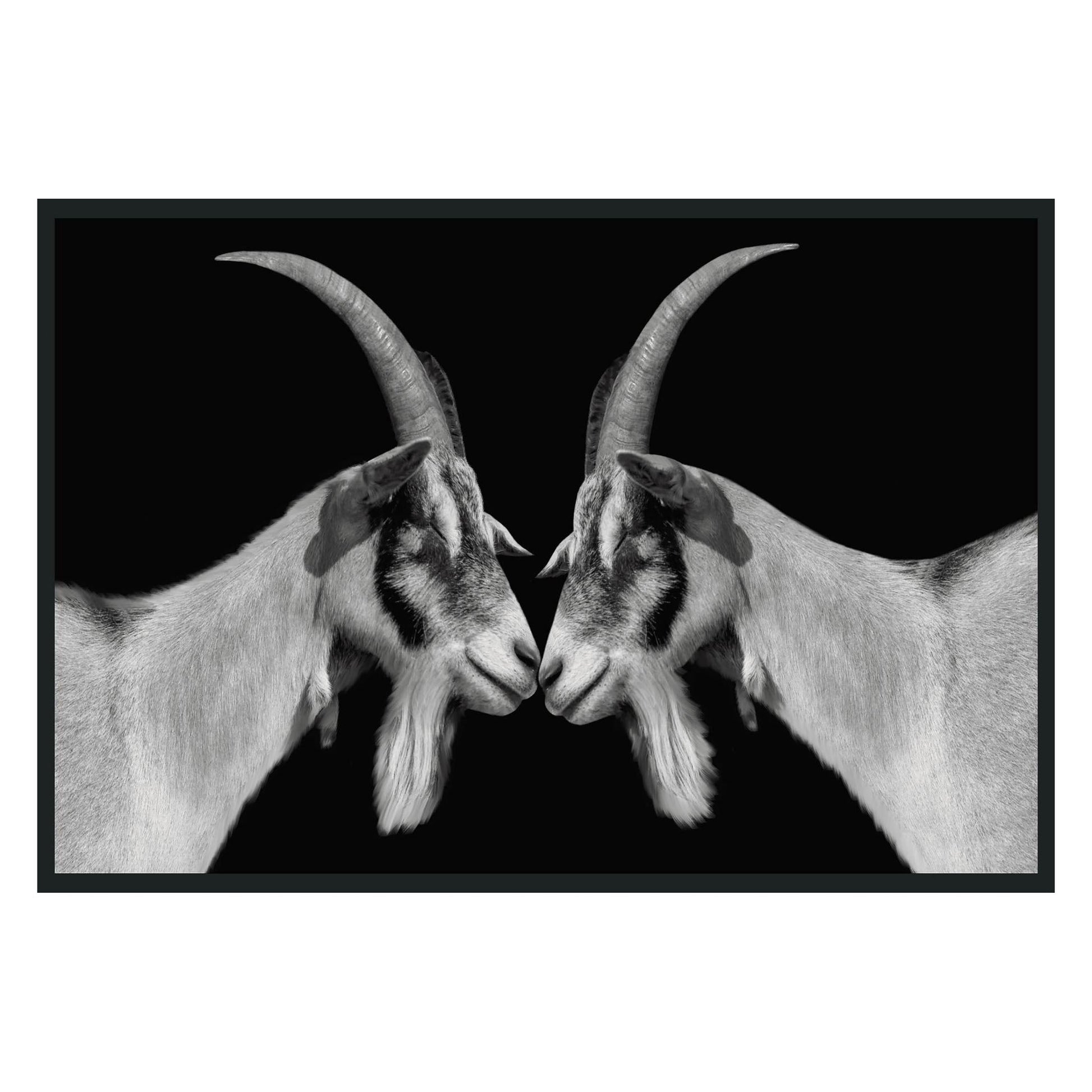 Goat Photography 48x72
