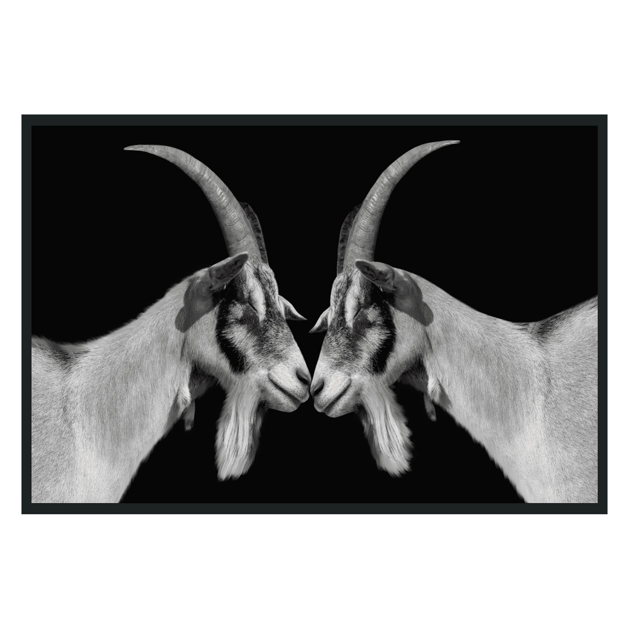 Goat Photography 48x72