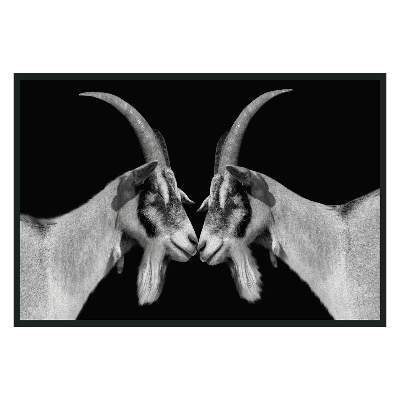 Goat Photography 48x72