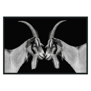 Goat Photography 48x72