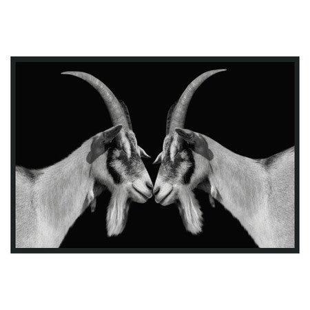Goat Photography 48x72