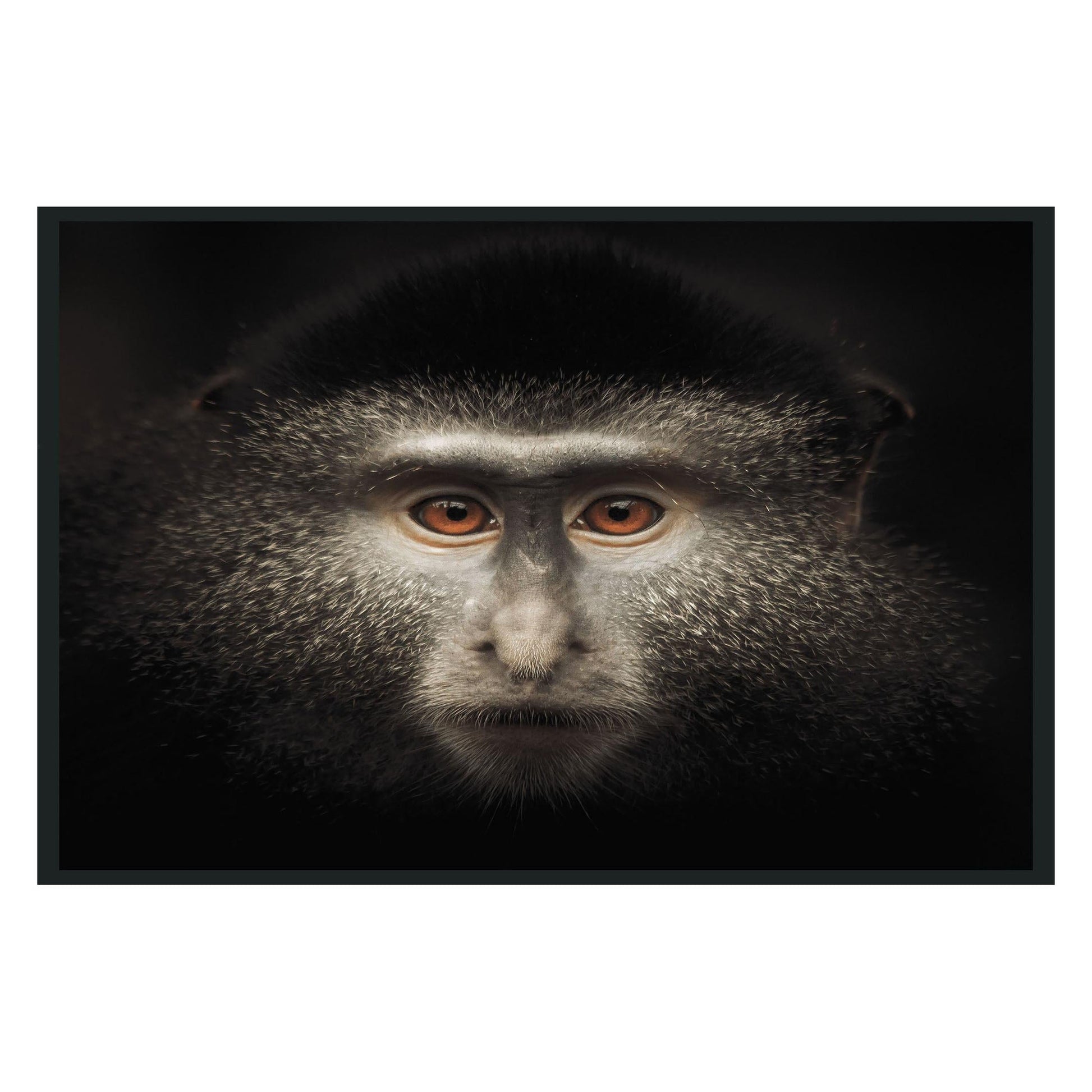 Monkey Photography 48x72