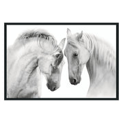 White Horses  Photography
