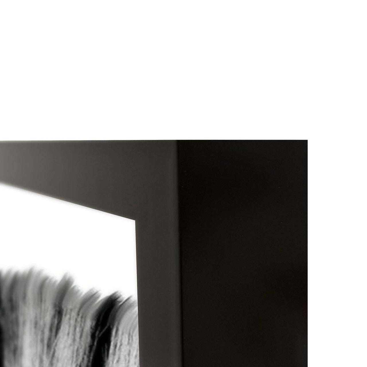 Zebras Photography 48x72