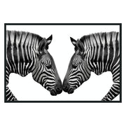 Zebras Photography 48x72