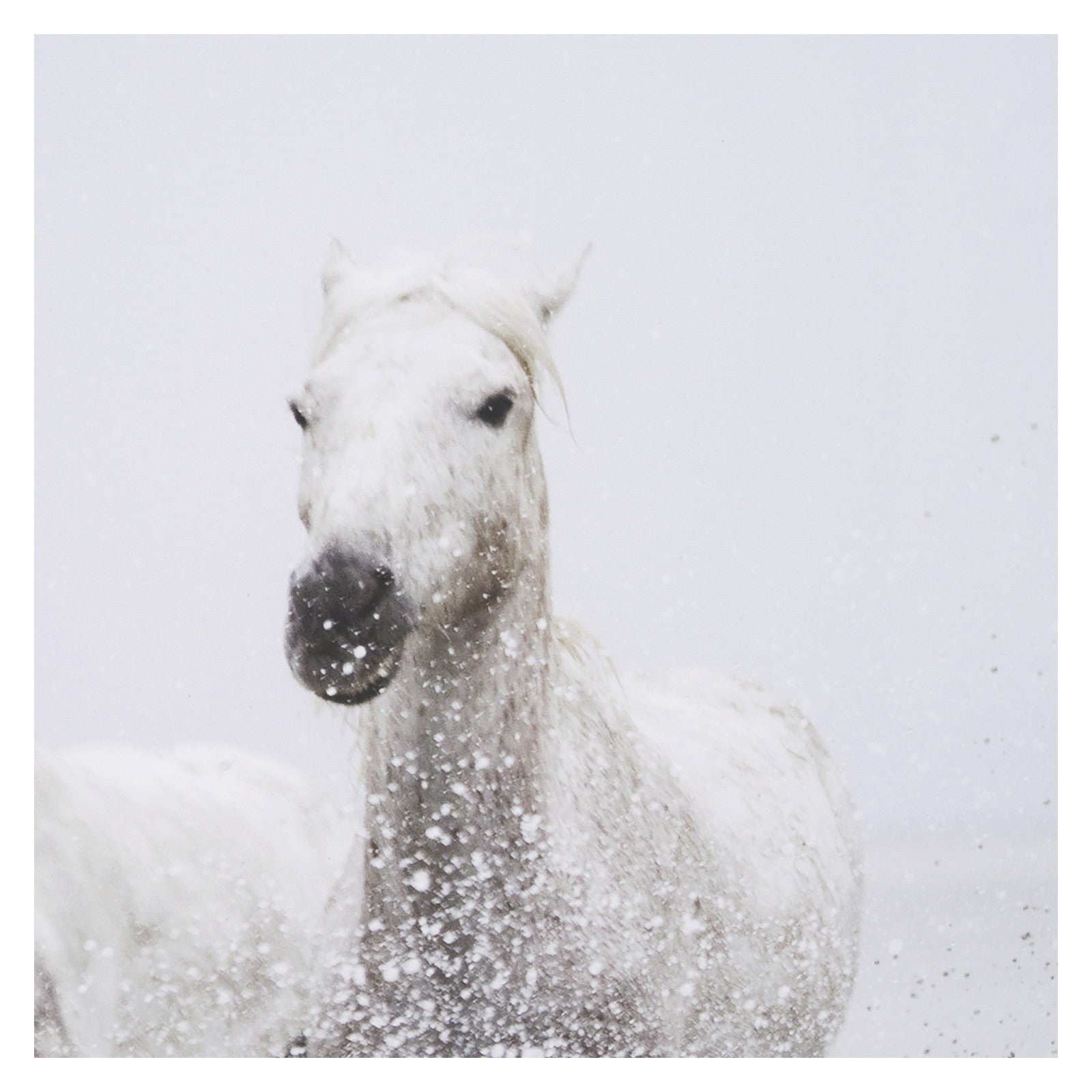 Determination by Irene Suchoki a Framed Photo Art Print Matted under Glass by Mercana at ZIN Home
