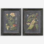 Uttermost Midnight Botanicals Wall Art S/2