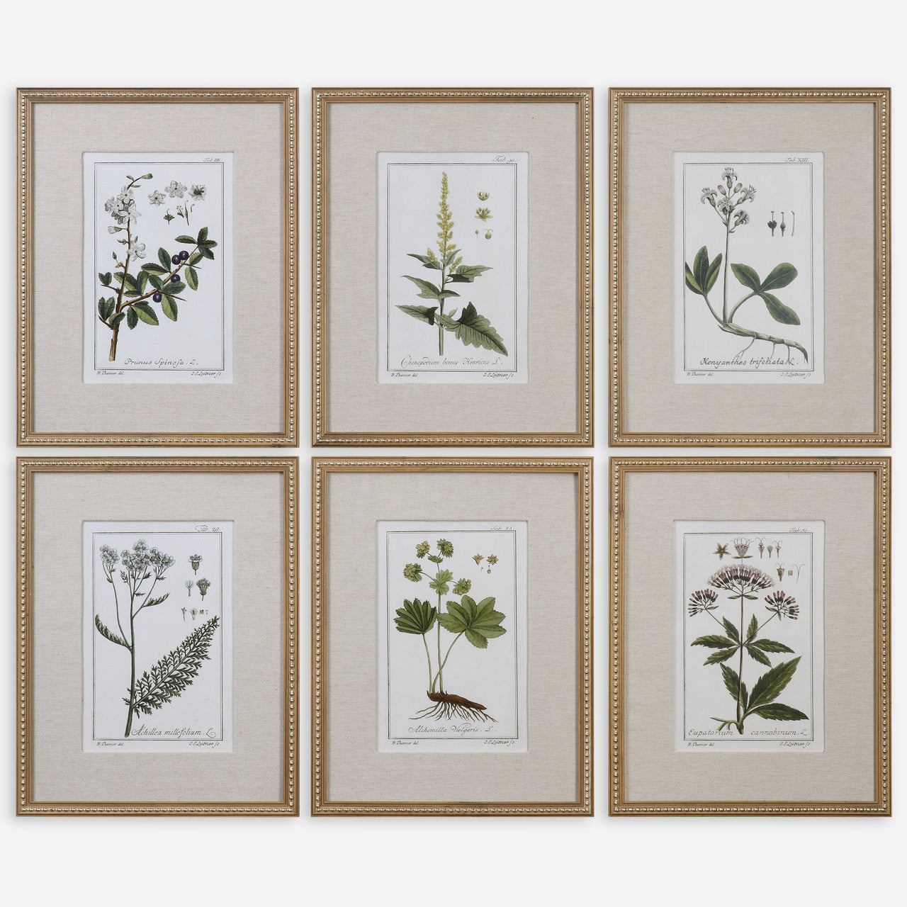 Uttermost Green Floral Botanical Study Prints S/6