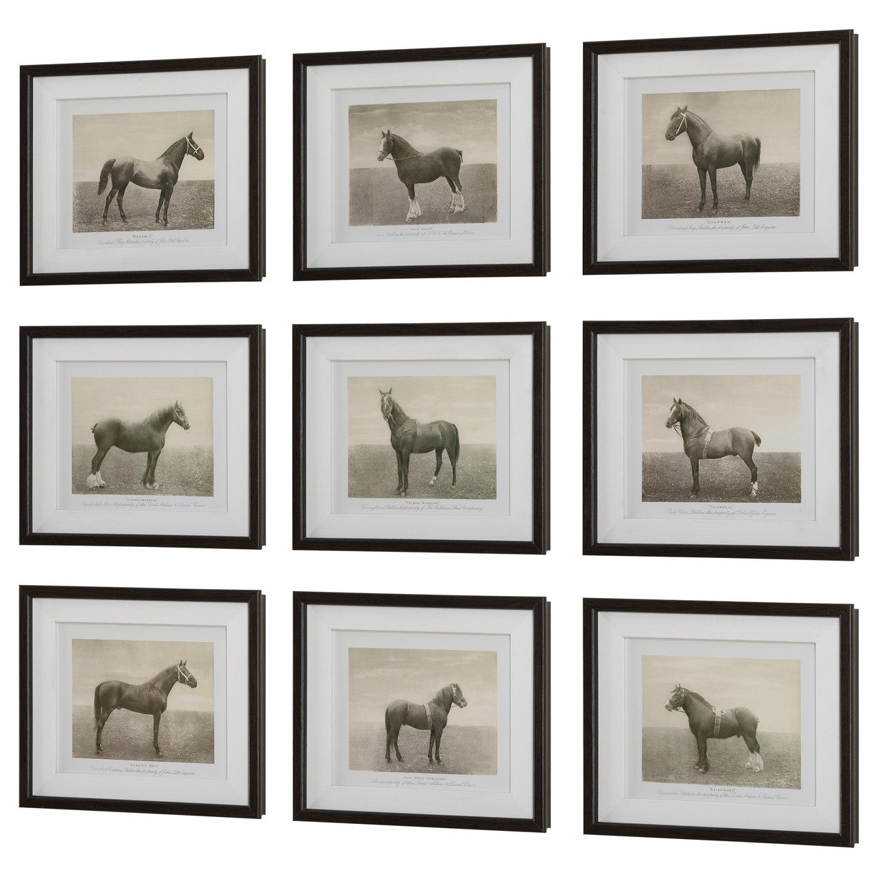 Uttermost Equine Dynasty Framed Prints, S/9
