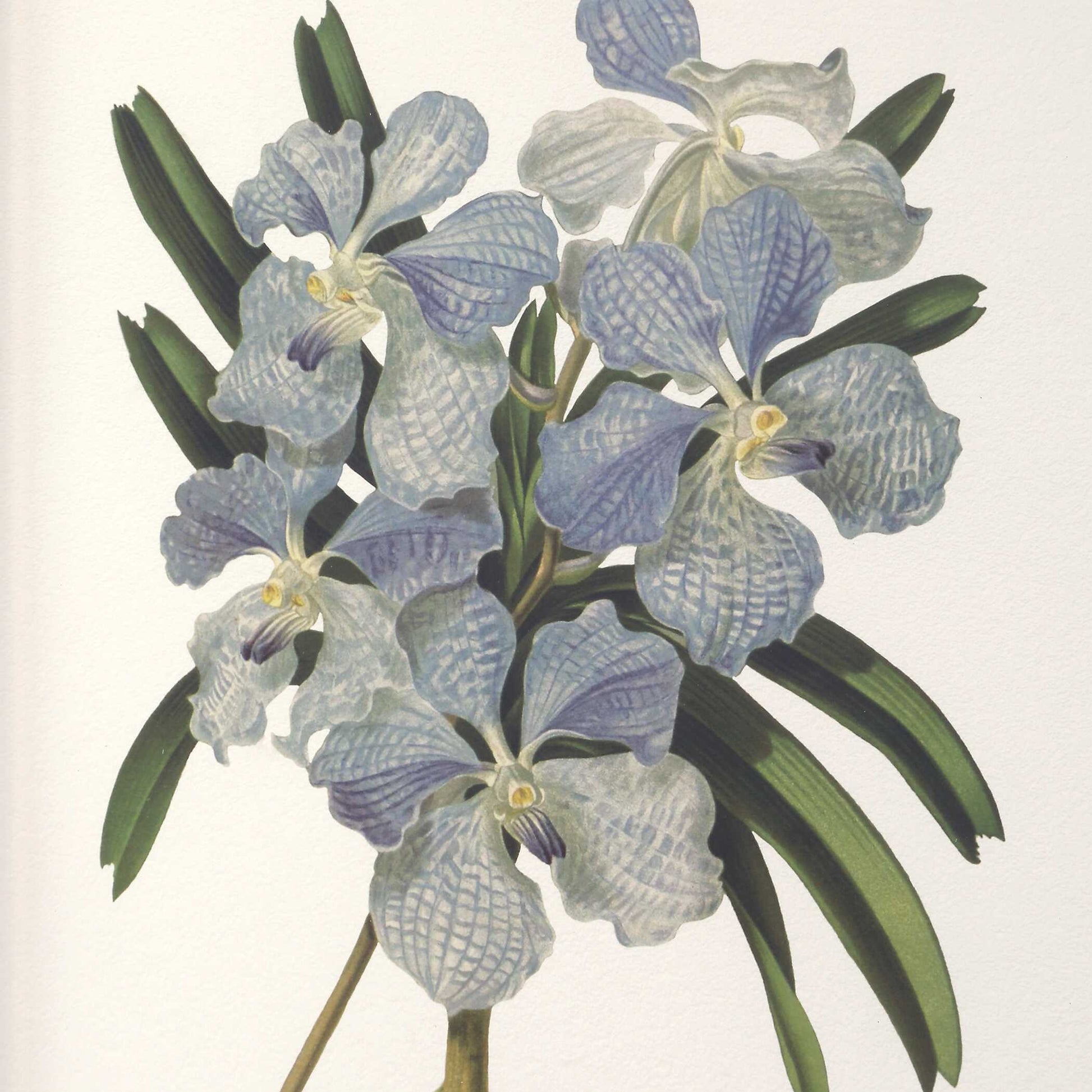 Uttermost Orchid Botanical Framed Prints Set/6