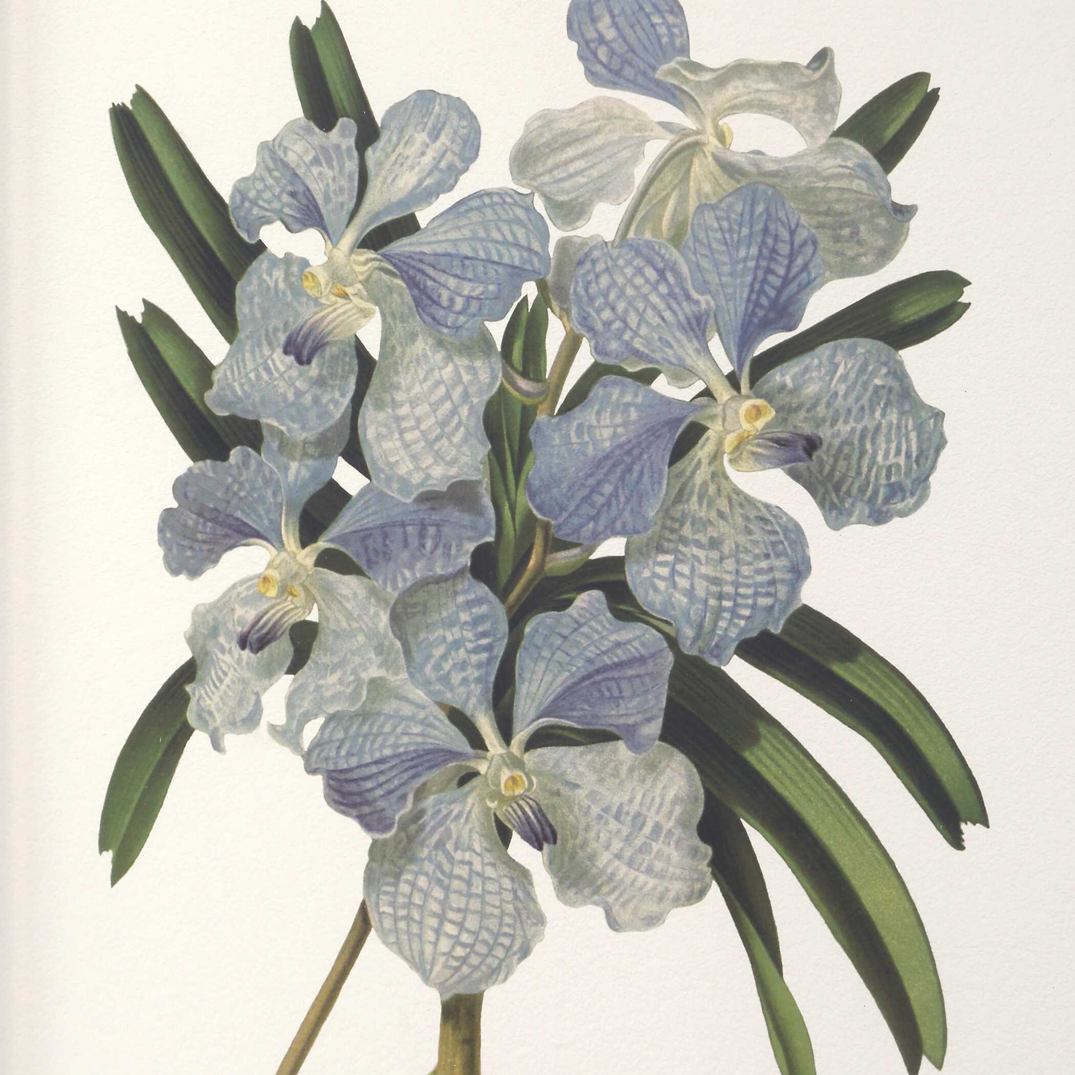 Uttermost Orchid Botanical Framed Prints Set/6