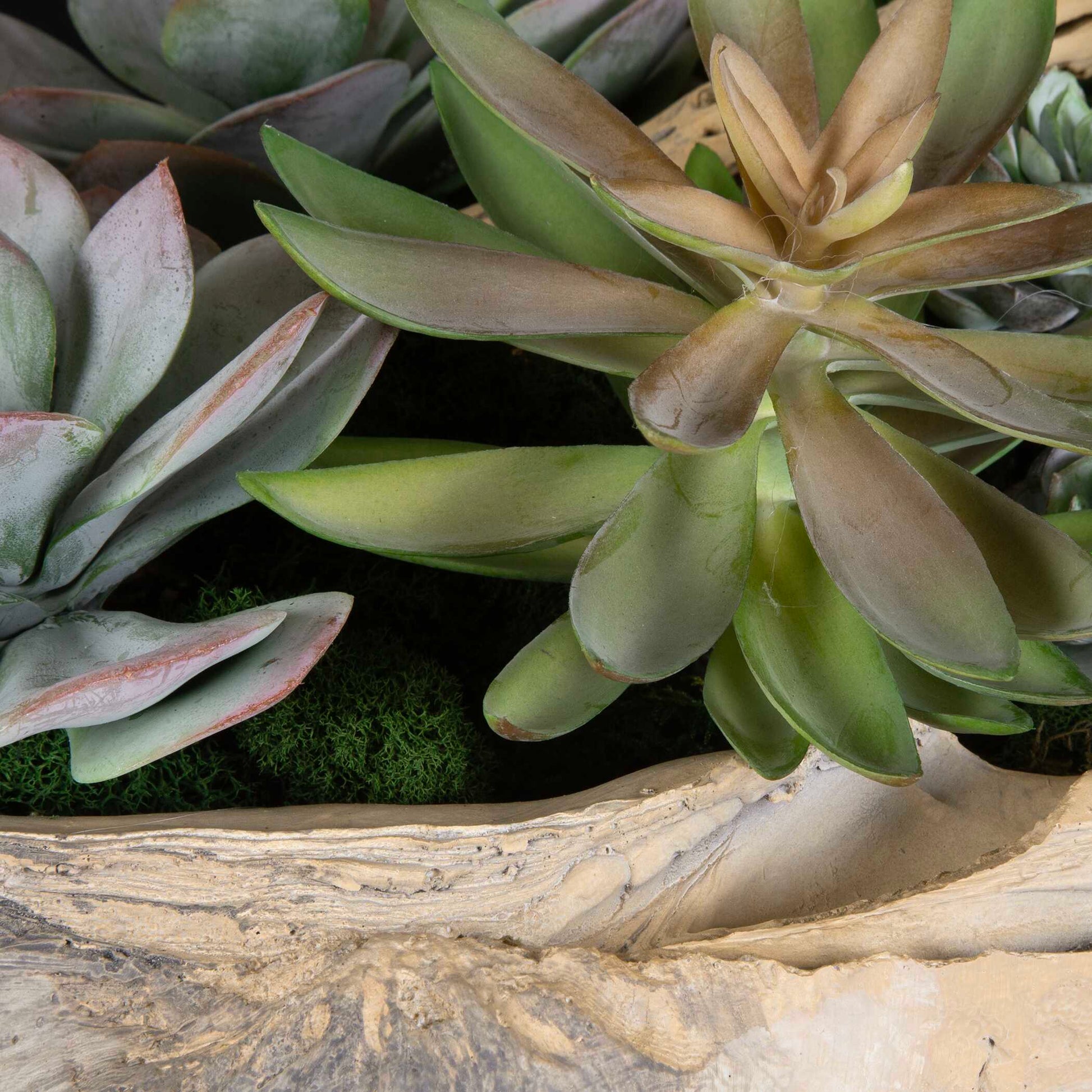 Uttermost Seaside Breeze Succulents