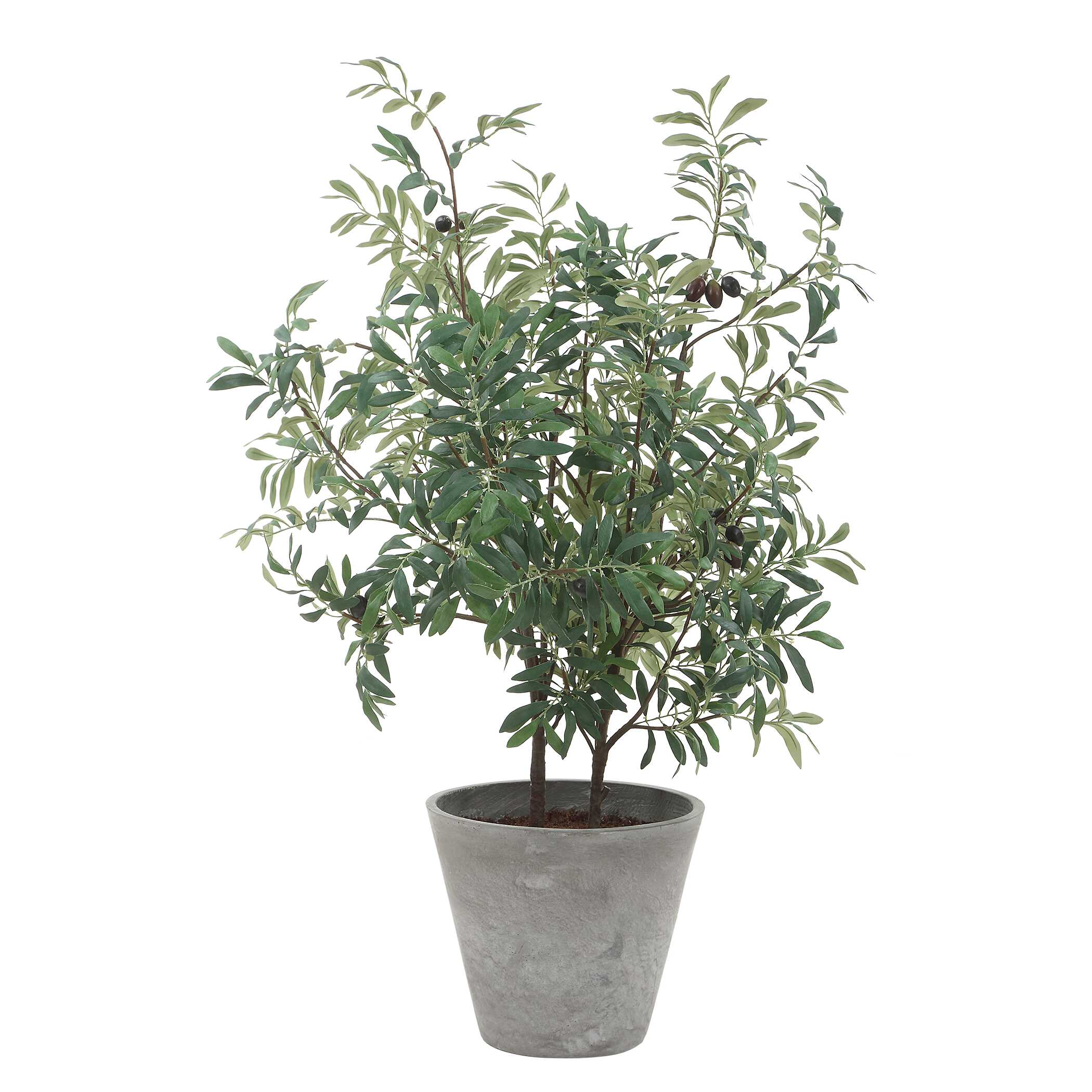 Uttermost Marisol Potted Olive Plant