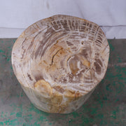Polished Petrified Wood Stump - Natural Light by Urbia