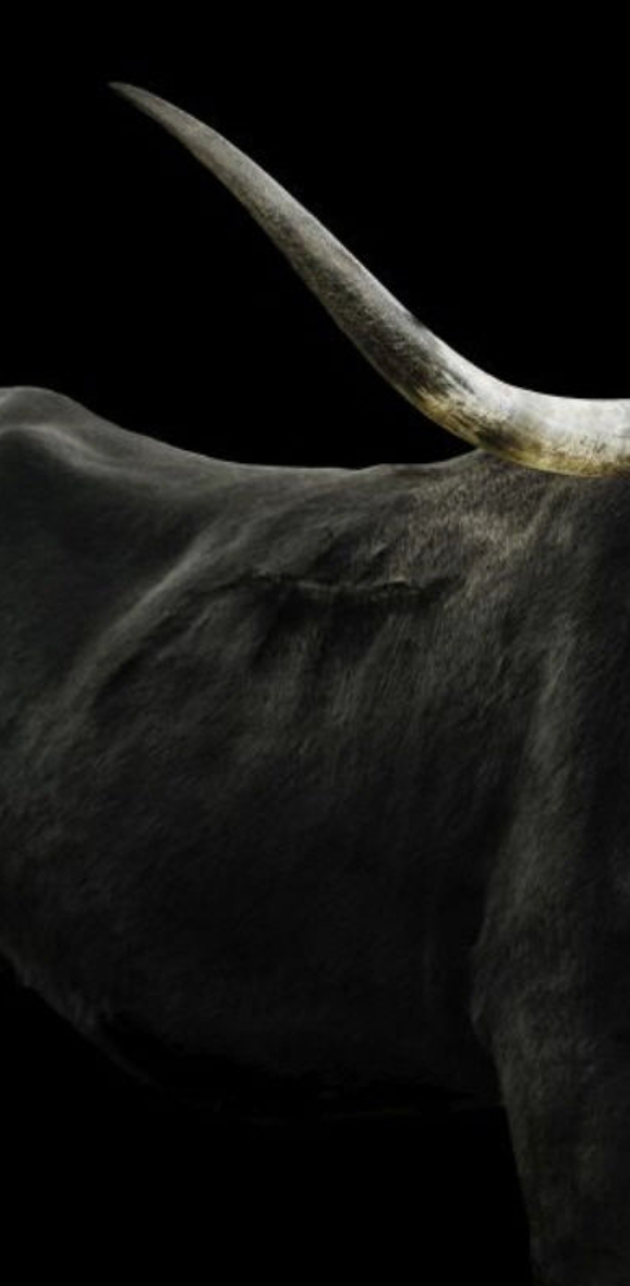 Black Long Horn Triptych