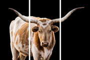 The Texan Long Horn Triptych