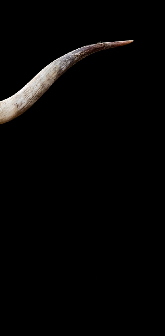The Texan Long Horn Triptych