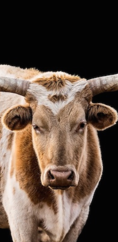 The Texan Long Horn Triptych