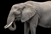 Elephant III