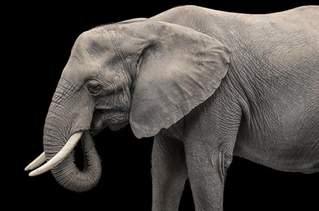 Elephant III