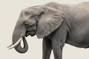 Elephant V