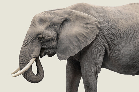 Elephant V