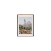 Agave on the Rocks by Kelly Frere Framed Art Print Matted under Glass by Mercana at ZIN Home