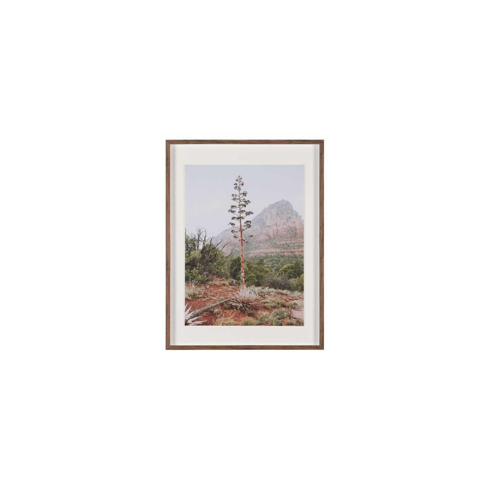 Agave on the Rocks by Kelly Frere Framed Art Print Matted under Glass by Mercana at ZIN Home