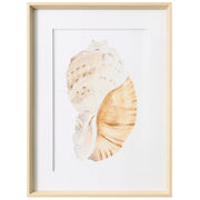 Seashell I 19"