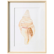 Seashell II 19"