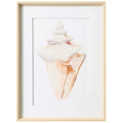 Seashell III 19"
