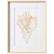 Seashell IV 19"