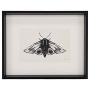 Moth II 17"