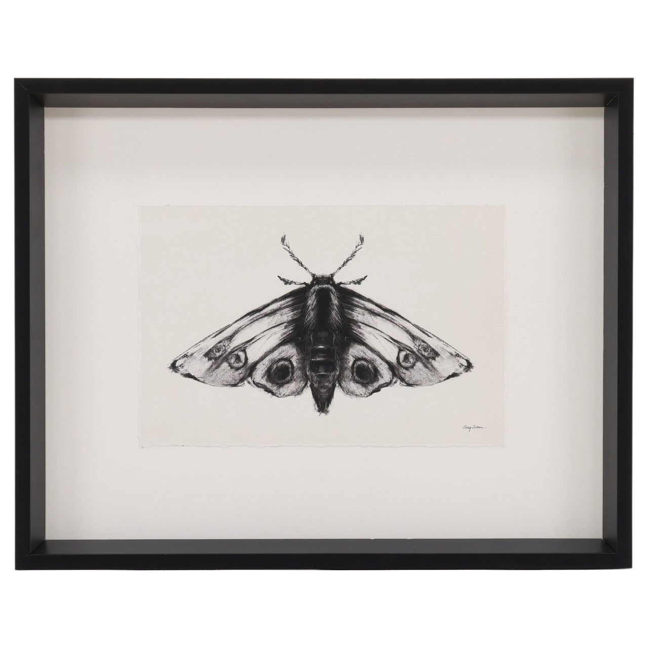 Moth II 17"