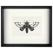 Moth IV 17"