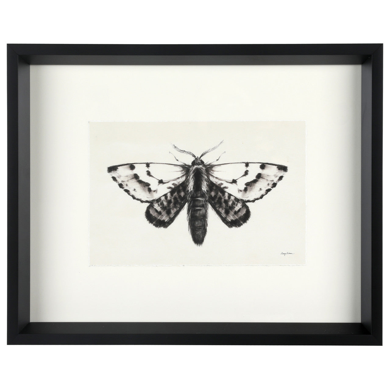 Moth IV 17"