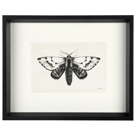 Moth IV 17"