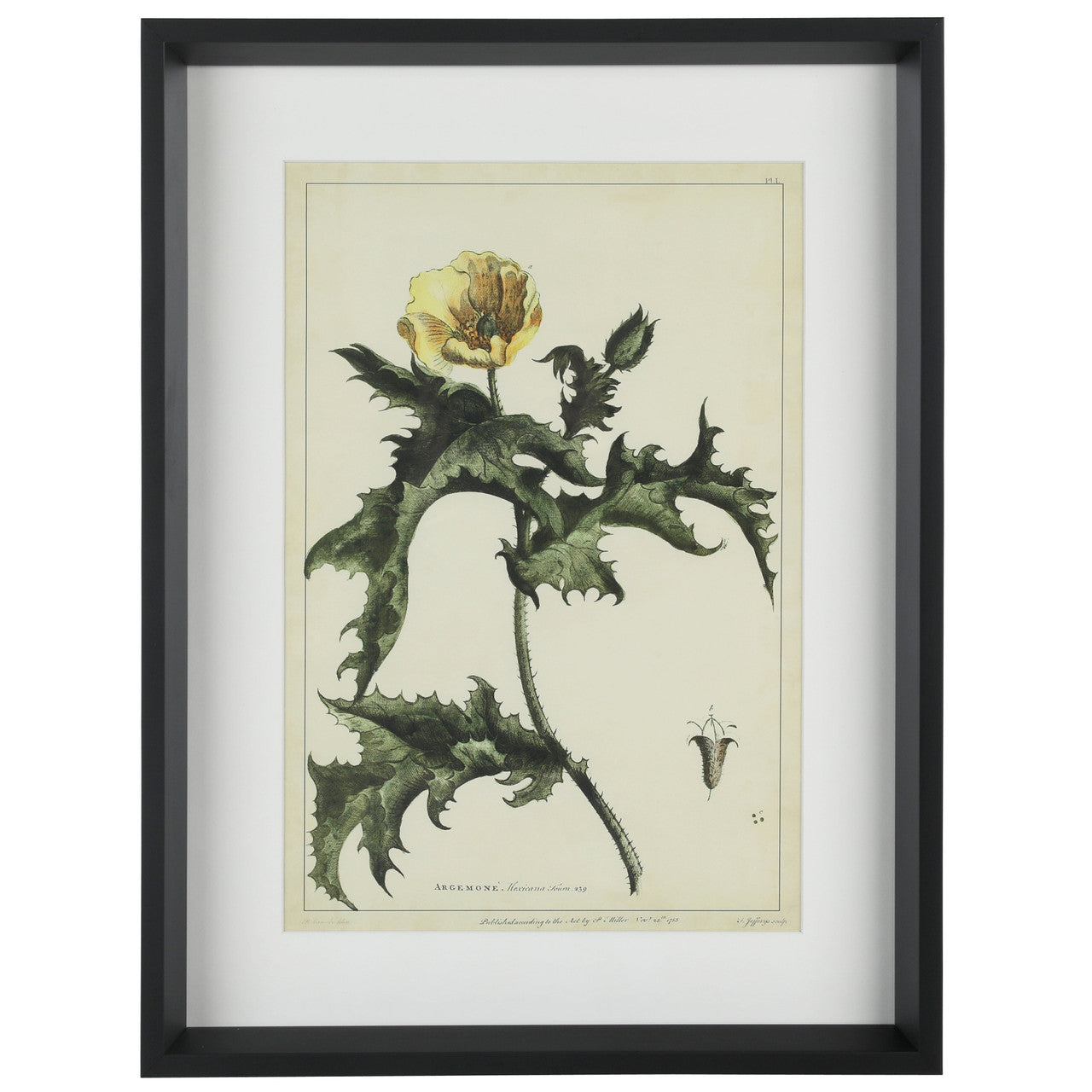 Prickly Poppy 16"