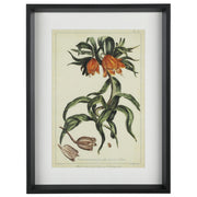 Crown Imperial 16"