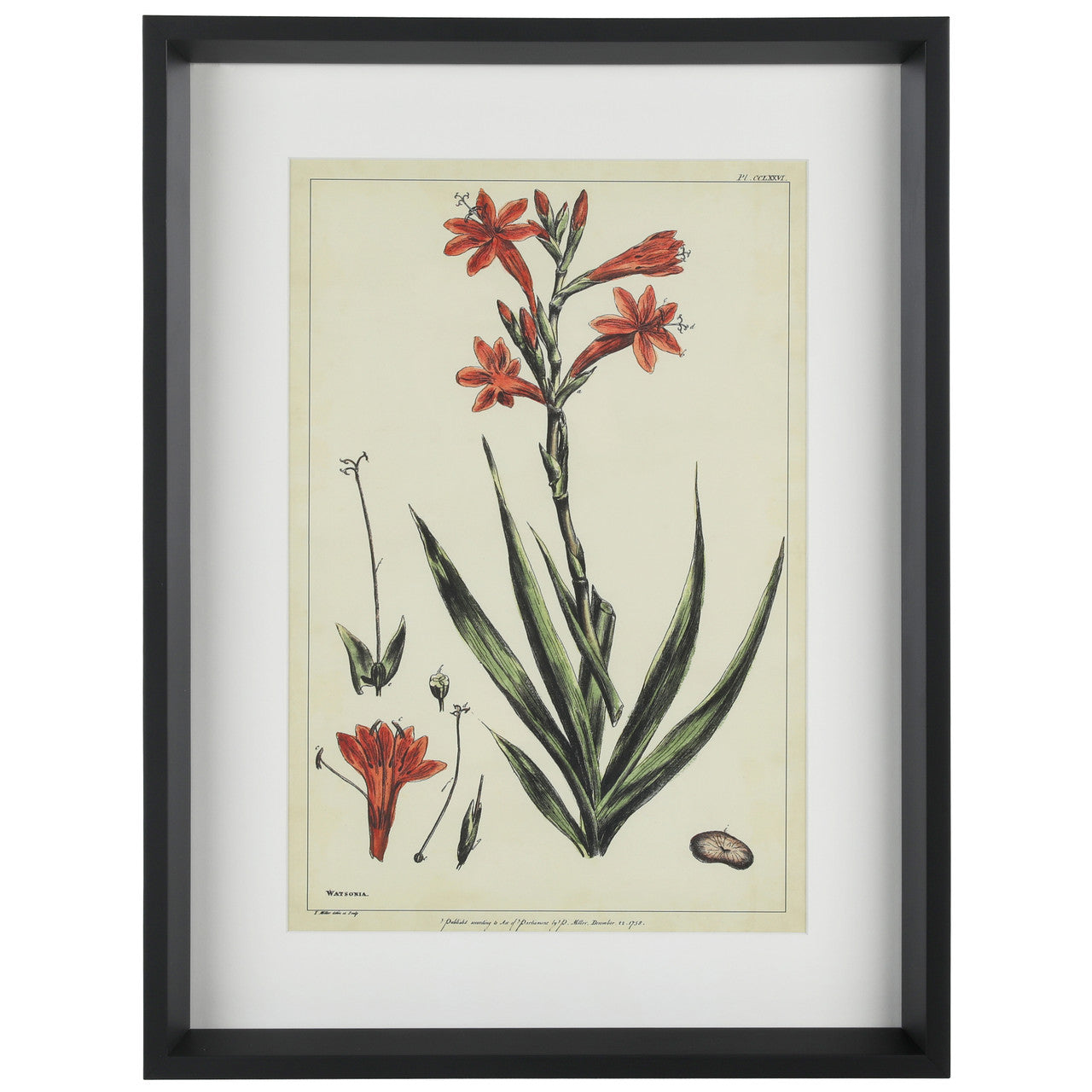 Watsonia 16"