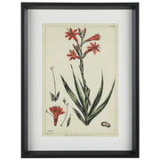 Watsonia 16"