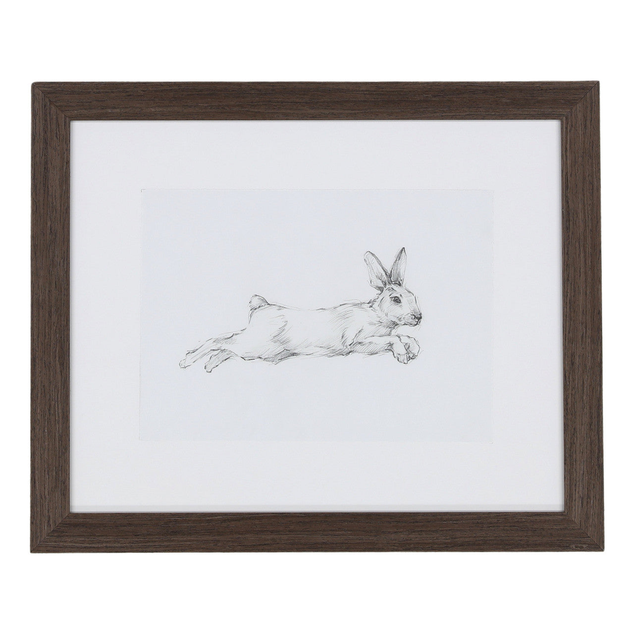 Hare Pencil Study I 22"